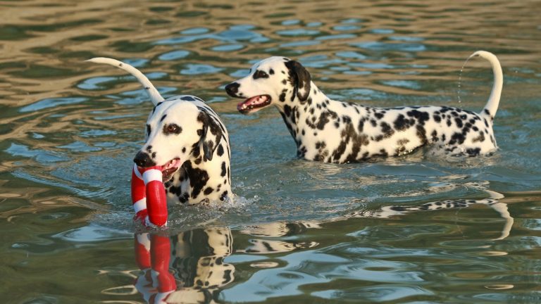 Zwei Dalmatiner spielen im Wasser Zwei Dalmatiner spielen im Wasser